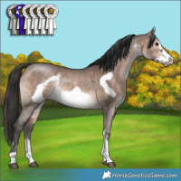 Horse Color:Brown Dun Mushroom Sabino Frame 