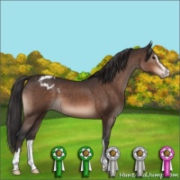 Horse Color:Brown Mushroom Sabino Appaloosa 