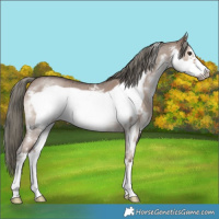 Horse Color:Liver Red Dun Mushroom Sabino Frame 