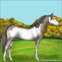 Horse Color:Liver Red Dun Mushroom Sabino Frame