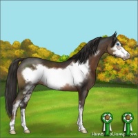 Horse Color:Liver Chestnut Sabino Frame 