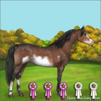 Horse Color:Bay Mushroom Sabino Frame Appaloosa 