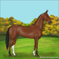 Horse Color:Gray Bay 