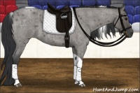 Horse Color:Grullo Roan Tobiano