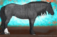 Horse Color:Blue Roan  and Blue Roan 