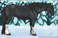 Horse Color:Black  and Black 
