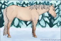Horse Color:Silver Amber Champagne Dun 