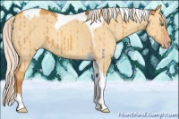 Horse Color:Silver Sable Cream Champagne Dun Tobiano Brindle 