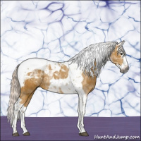 Horse Color:Gray Palomino Splash Tobiano 