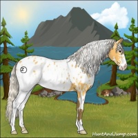 Horse Color:White Spotted Silver Buckskin Appaloosa 