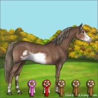 Horse Color:Liver Chestnut Mushroom Sabino Frame 