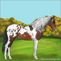 Horse Color:Bay Tobiano Appaloosa 