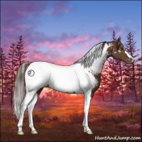 Horse Color:Liver Chestnut Tobiano Appaloosa 