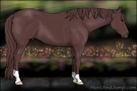 Horse Color:Chocolate Black 