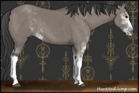 Horse Color:Grullo Sabino 