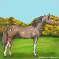 Horse Color:Painted Chestnut 