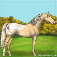 Horse Color:Palomino Appaloosa 