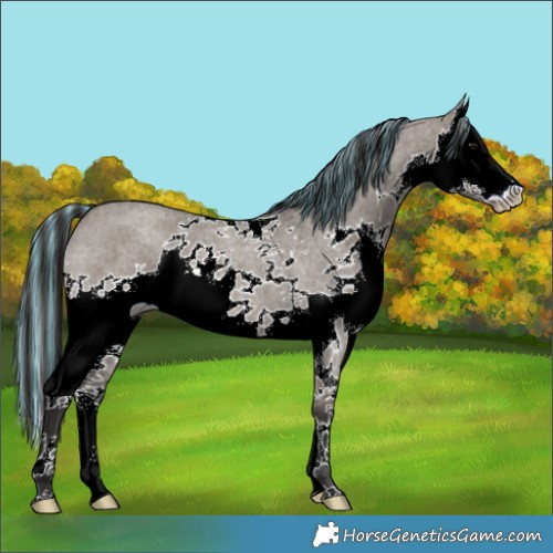Horse Color:Painted Smoky Grullo Roan Splash 
