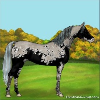 Horse Color:Painted Smoky Grullo Roan Splash 