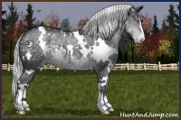 Horse Color:White Spotted Silver Black Chinchilla Sabino Appaloosa 