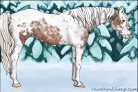 Horse Color:Silver Brown Sabino Splash Tobiano Blanket 