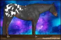Horse Color:Gray Liver Red Roan Appaloosa