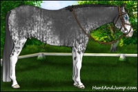 Horse Color:Blue Roan Splash Rabicano  and White Spotted Blue Roan Splash Rabicano 