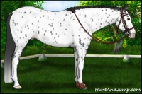 Horse Color:Black Splash Appaloosa 
