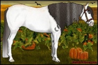 Horse Color:White Spotted Buckskin Splash Rabicano 
