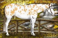 Horse Color:Buckskin Splash Near Leopard 