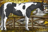 Horse Color:Black Splash Tobiano 