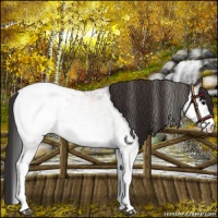 Horse Color:White Spotted Bay Appaloosa Rabicano