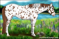 Horse Color:Chestnut Appaloosa 