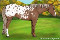 Horse Color:Chestnut Appaloosa 