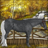 Horse Color:Silver Black Chinchilla