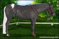 Horse Color:Silver Smoky Black Chinchilla Appaloosa
