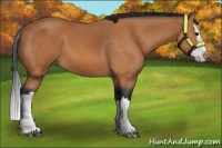 Horse Color:Bay Splash 