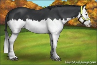 Horse Color:Black Splash 