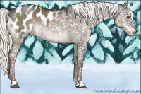 Horse Color:Liver Red Dun Mushroom Appaloosa
