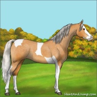 Horse Color:Silver Buckskin Splash Tobiano Appaloosa 