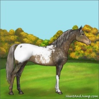 Horse Color:Chocolate Palomino Appaloosa 