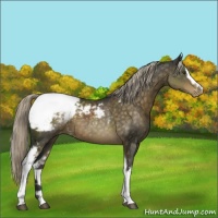 Horse Color:White Spotted Chocolate Palomino Mushroom Appaloosa 