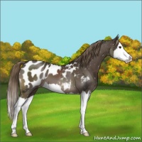 Horse Color:Liver Chestnut Splash Appaloosa 