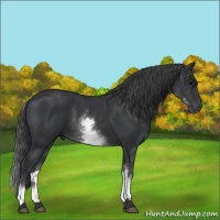 Horse Color:White Spotted Black 