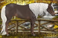 Horse Color:Liver Chestnut Mushroom 