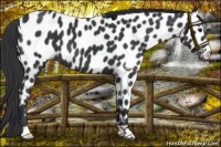 Horse Color:Black Near Leopard 