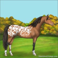 Horse Color:Bay Appaloosa