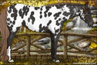 Horse Color:Liver Chestnut Near Leopard 