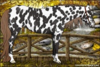 Horse Color:Liver Chestnut Near Leopard 
