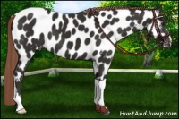 Horse Color:Liver Chestnut Near Leopard 